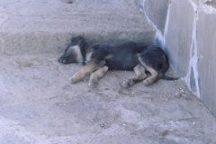 Cute Dog